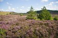 Wild heather with the Penal Cross on the horizon